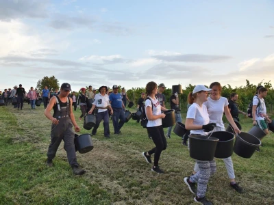 Započela berba grožđa u vinogradima Feravina