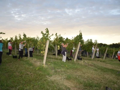 Započela berba grožđa u vinogradima Feravina