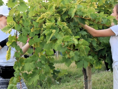 Započela berba grožđa u vinogradima Feravina