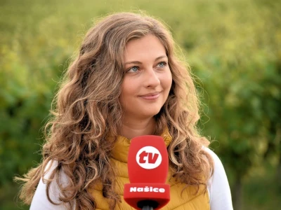 Započela berba grožđa u vinogradima Feravina