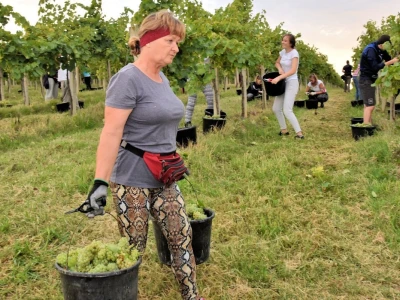 Započela berba grožđa u vinogradima Feravina