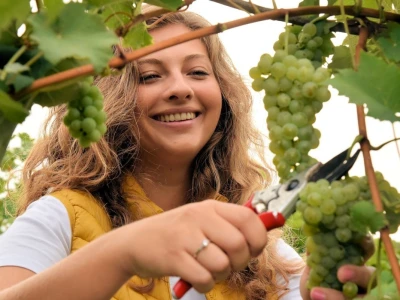 Započela berba grožđa u vinogradima Feravina