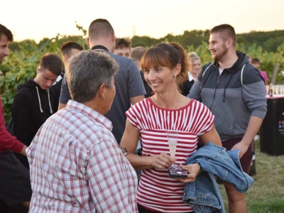 Započela berba grožđa u vinogradima Feravina