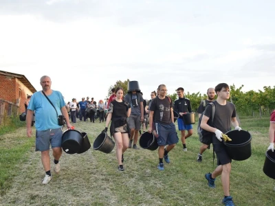 Započela berba grožđa u vinogradima Feravina