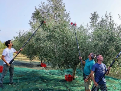 Započela berba maslina u zadarskom području