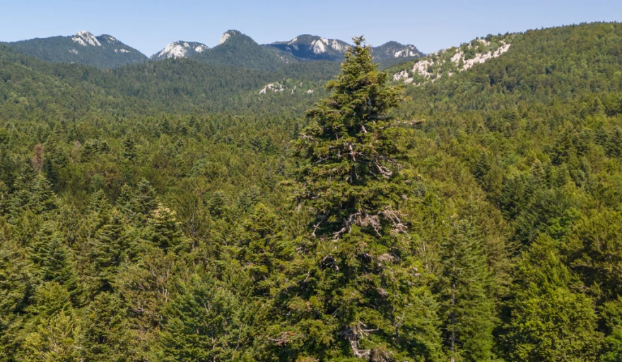 jela Velebit 