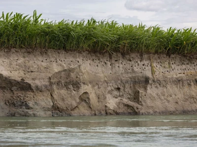 Zaštita ptica