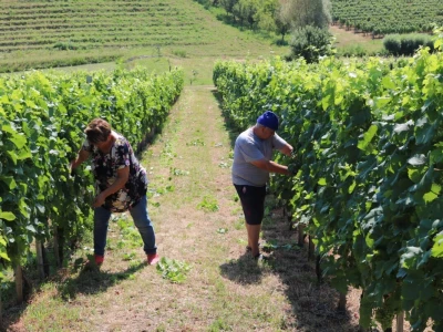 Zelena berba u vinogradu Branka Mihalja