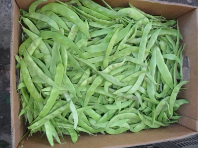Divovske mahune u bjelovarskom plasteniku