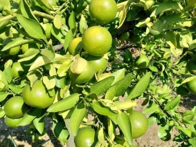Zelene mandarine čekaju berbu