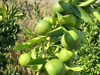 Zelene mandarine čekaju berbu