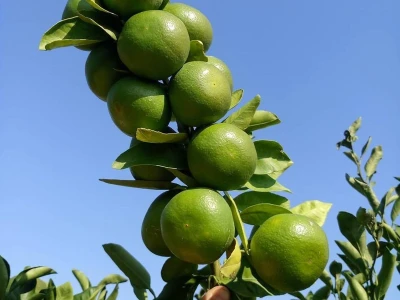 Zelene mandarine čekaju berbu