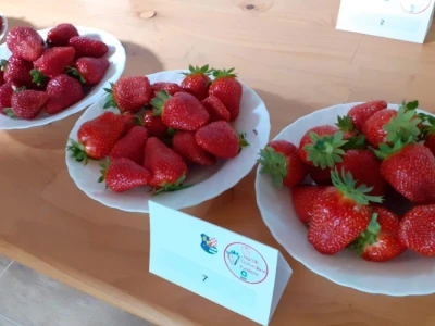 Zeleni inkubator