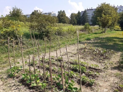Zeleni inkubator