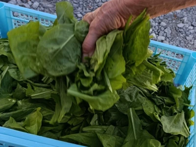 Zeleni Kastav slavi deset godina održavanja