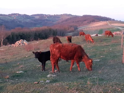Zeleni sporazum