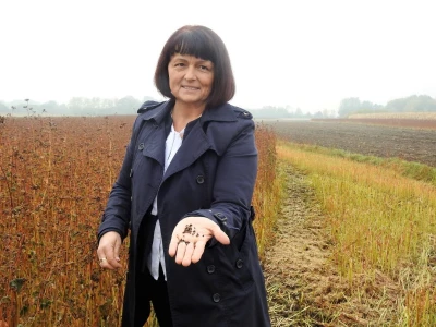 Žetva heljde na OPG-u Pocedulić u Kučanu Gornjem kraj Varaždina