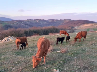 Žetva na vratima