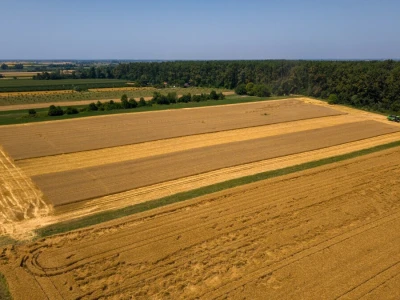 Žetva pšenice