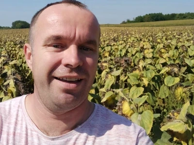 Žetva suncokreta