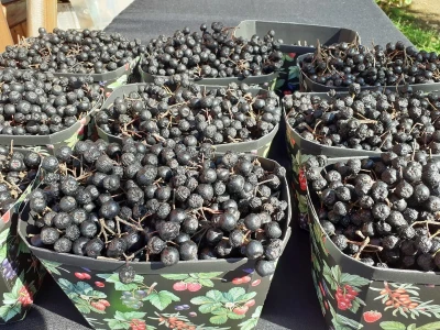 ZgGeVege festival održivog življenja