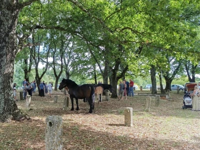 Žminjska Bartulja