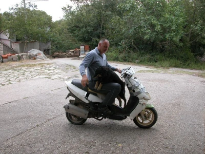 Vijerni Zoranov pas Cigo, pratitelj domaćina, za kojega kažu kako je pravi meštar za otkrivanje poskoka kamešničkom kršu