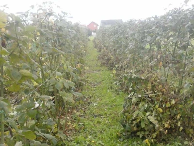 OPG Zubić