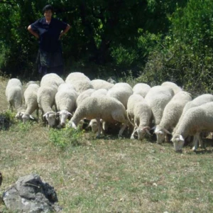 Dubrovačka ovca (ruda)