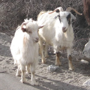 Kašmirska koza