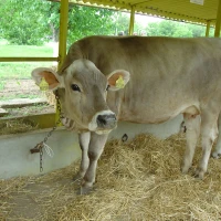 Breed image