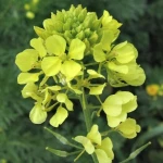 Gorušica bijela