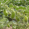 Slanutak
