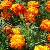 Tagetes