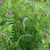 Grahorica jara