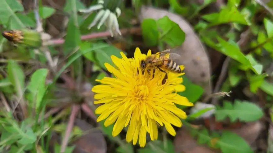 Pčela maslačak
