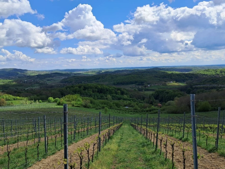 Zagorje vino
