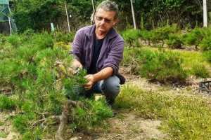 Bon znači posuda, sai drvo, a kako uspješno uzgojiti bonsai?