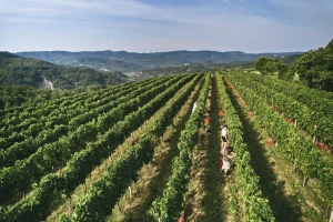 Vinistra dovodi Decanter u Hrvatsku