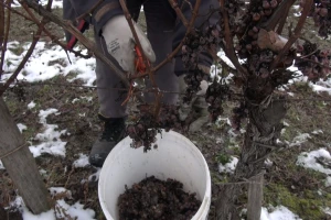 Minusi na kutjevačkom području omogućili ledenu berbu traminca