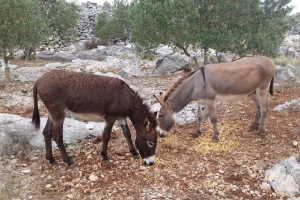 OPG Neven Brzić - preko maslinovog ulja do kozmetike od magarećeg mlijeka
