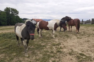 Prvi odabir pastuha hrvatski hladnokrvnjak u Popovači