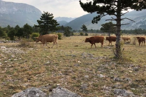 Prijepori stočara i Hrvatskih šuma: Čiji su krški pašnjaci?