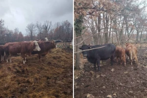 Prije četiri dana nestalo pet krava na području Svilaje