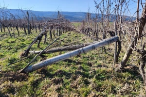 Kako postaviti stupove za vinovu lozu i povećati im trajnost?
