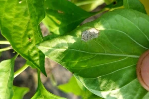 Paprika i rajčica: Slijedi novi napad kukuruznog moljca i sovice