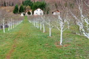 Zašto je krečenje stabala u velikim voćnjacima rijetko?