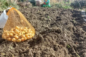 Što učiniti s viškom lučica luka? Pet ideja koje će vam olakšati odluku