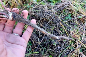 Vađenje korijena ljekovitog bilja u jesen: Gavez, maslačak i kopriva