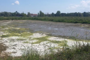 Ekstremna suša ugrozila smuđa, štuku, soma i šarana
